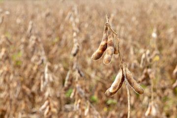 Ripe and dried soybeans on the field ready for harvest.