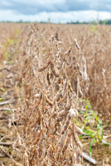 Ripe and dried soybeans on the field ready for harvest.