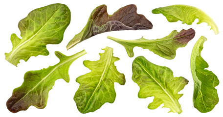Oak lettuce leaves isolated on white background