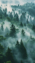 A forest with a thick fog covering the trees
