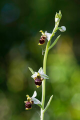 Woodcock Orchid, Ophrys scolopax, terrestrial orchid Orchid (Ophrys conradiae).Sassari, Rizzeddu,...