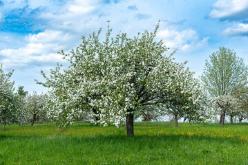 Apfelbäume in voller Blüte auf einer menschenleeren Streuobstwiese im Frühling mit bewölktem Himmel und ungemähter Naturwiese