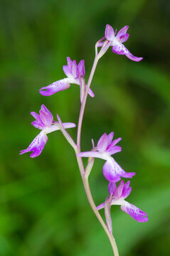Purple Bog orchid (Orchis palustris, Anacamptis palustris), inflorescence. Sassari, Sardinia, Italy
