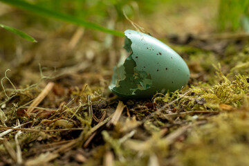Half A Speckled Egg Shell Rests In Mossy Soil