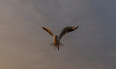 osprey in flight