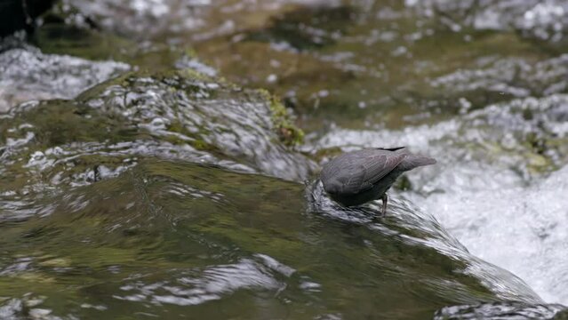 American Dipper (Cinclus mexicanus) bird catching and eating invertebrates from a mountain stream in the Olympic Mountains of Washington state