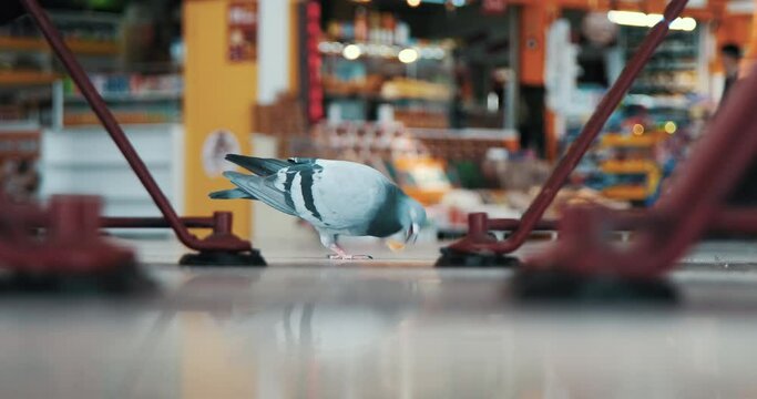 Close-up of a pigeon trying to eat a piece of bread thrown at the bus terminal. It's a big piece and he throws it around.