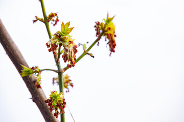 Fototapeta premium Acer negundo bloom against the sky. Flowers and young leaves on a young branch. Selective focus, copy space.