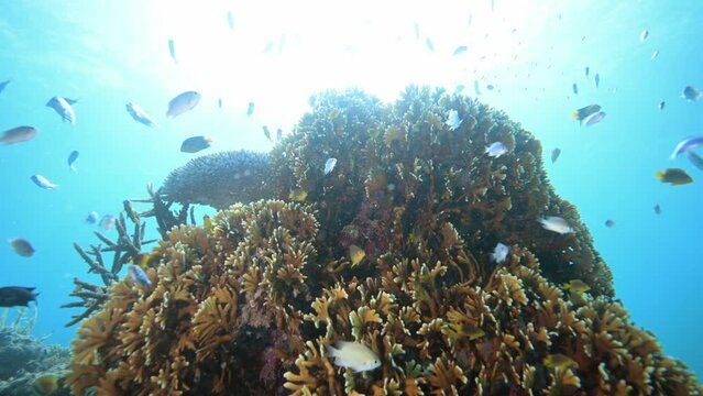 Healthy marine ecosystem with reef fish school above coral reef in the Pacific Ocean