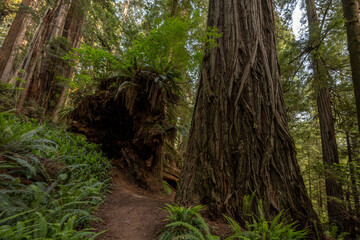 Large Redwood Trees on the Rhododendron Trail