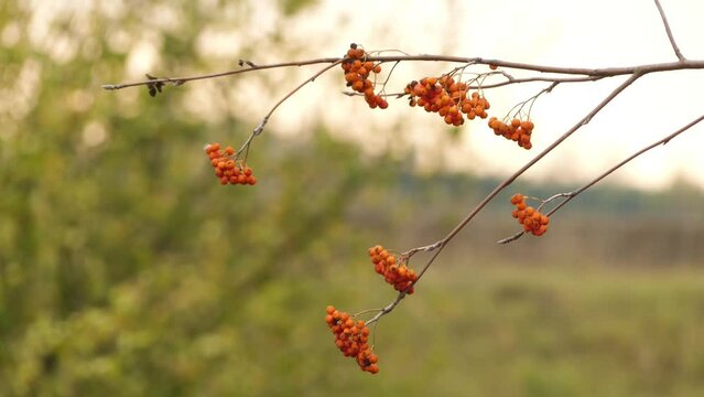 Sorbus aucuparia, commonly called rowan and mountain-ash, is a species of deciduous tree or shrub in the rose family. Rowan branch swings in the wind