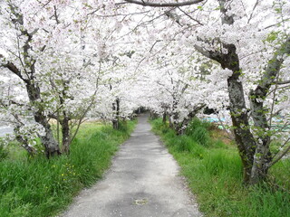 満開の桜並木