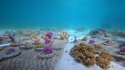 Scuba diver planting coral on coral nursery for marine conservation project