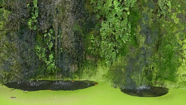 Adiantum capillus-veneris, the Southern maidenhair fern, black maidenhair fern, maidenhair fern, and venus hair fern, is a species of ferns in the genus Adiantum and the family Pteridaceae