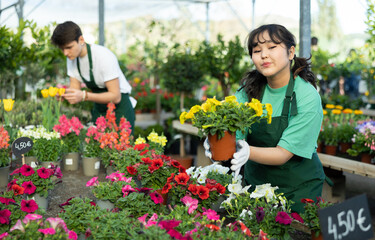 Cheerful friendly young asian florist girl working in greenhouse, showing potted blooming petunias with colorful flowers - obrazy, fototapety, plakaty
