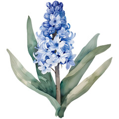 
simple a hyacinth , water color