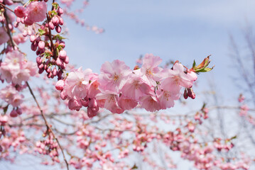 Close up of flowering cherry tree branches