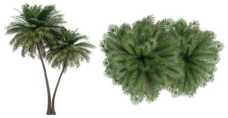 variety of palm trees on a white background. Collection of tropical tree.Suitable for decor on artwork, website or print screen.
