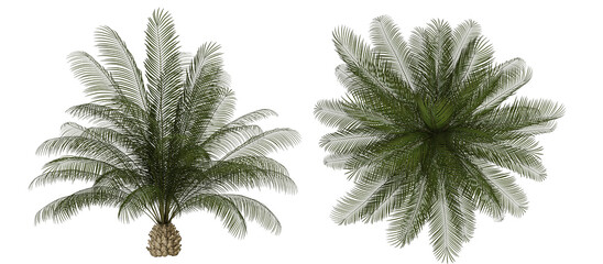  variety of palm trees on a white background. Collection of tropical tree.Suitable for decor on artwork, website or print screen.
