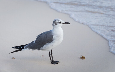 Leucophaeus atricilla