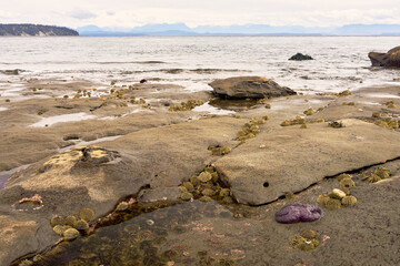 A rocky ocean beach with sea urchins between the rocks and a purple starfish looking out towards...