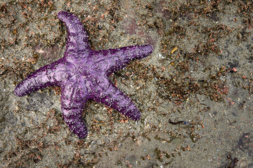 A bright purple ochre starfish on the colorful seaweed covered sand at an ocean beach.