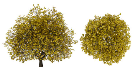 set or collection of yellow trees isolated on white background.3D render trees. Collection of...