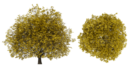 set or collection of yellow trees isolated on white background.3D render trees. Collection of trees.Suitable for decor on artwork, website or print screen.