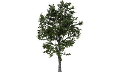 Tree isolated on white backgorund. Nature and plant collection.