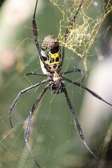 Black-legged Golden Orb Web Spider