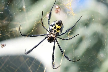 Black-legged Golden Orb Web Spider