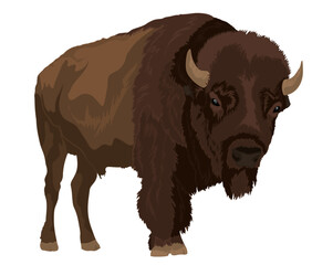 Bison