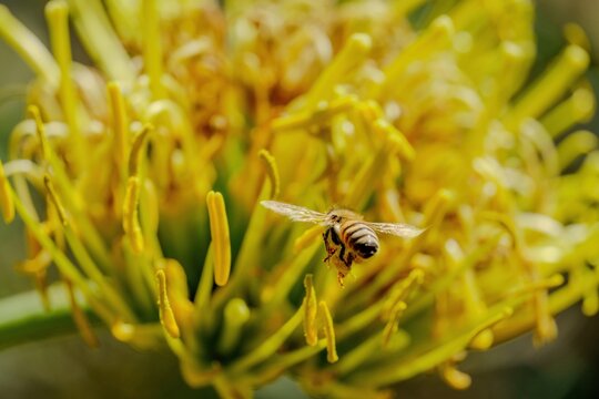 Bee flying into flowers.
