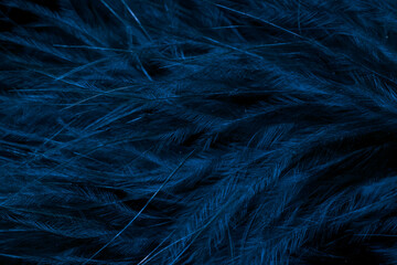 blue litle feather macro foto - obrazy, fototapety, plakaty