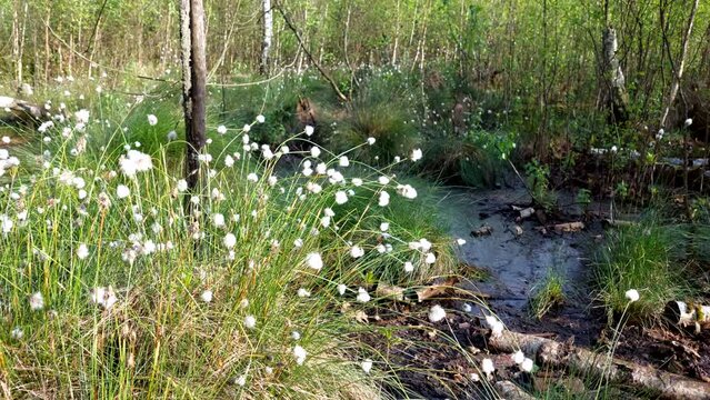 Cottongrass - Eriophorum blossoms in Długie Bagno (Long Bog) during springtime, Kampinos National Park - Poland.