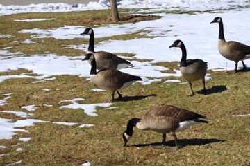 Canada Goose（カナダ雁）