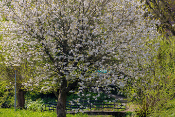 Selective focus of Prunus bloom on tree with green grass and warm sunlight in the morning, White cultivar flower under blue sky in the urban park, Oriental cherry flowering twig is a species of cherry