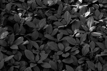 Selective focus of leaves Impatiens glandulifera in black and white toned, Young plant of Himalayan balsam is a species of flowering plant in the family Balsaminaceae, Nature greenery dark background. - obrazy, fototapety, plakaty