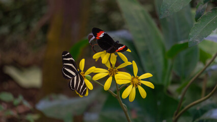 Vibrant Dance of Nature’s Butterflies