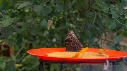 Mystical Owl Butterfly in Bloom