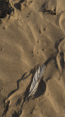Serene Beachscape with Textured Feather