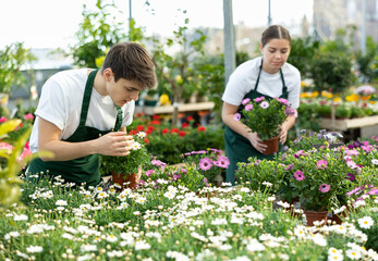 male employee of flower supermarket near shelf with chrysanthemums chooses pot with young plant to...
