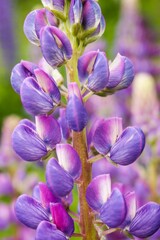 Closeup of a delicate purple lupine flower with soft focus background in various shades of purple, pink, and white. Serene and enchanting floral scene featuring the beauty of nature in full bloom.