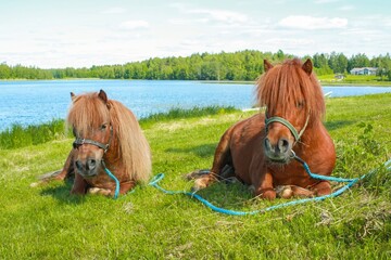 Two ponies relaxing by a serene lake surrounded by lush greenery and bathed in warm sunlight on a...