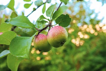 Ripe Red Apples, Freshly Harvested, Hanging on a Lush Tree Branch with Shimmering Raindrops in the Soft Morning Sunlight, Creating a Captivating Image of Natures Beauty and Abundance.