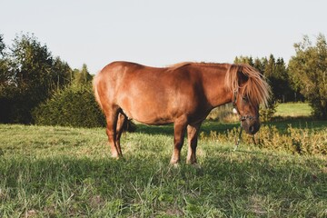 Naklejka na ściany i meble Beautiful brown pony with a shiny coat standing gracefully in a lush green pasture under the warm rays of the sun, enjoying a peaceful and serene moment in the idyllic countryside setting