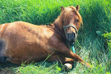 A beautiful chestnut pony with a long, flowing mane and tail is peacefully lying in a lush green...
