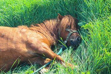 Curious brown pony relaxing on vibrant green grass field, looking towards the camera with one eye...