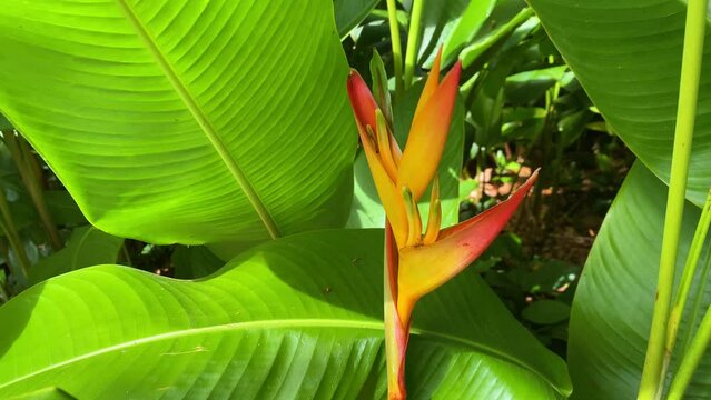 KAUAI - 3.19.2024 - Close-up of a Bird of Paradise in a forest of Kauai, Hawaii.
