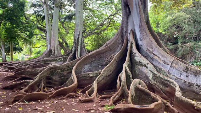 KAUAI - 3.19.2024 - TIlt up a Moreton Bay Fig tree in Kauai, Hawaii.
